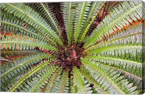 Framed Crown Fern, Puipui, West Coast, South Island, New Zealand Print