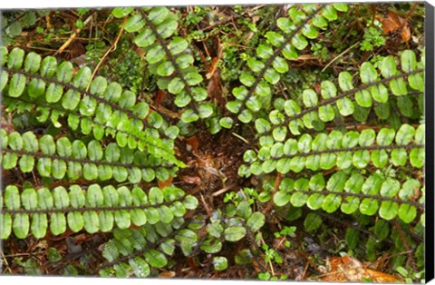 Framed Ferns near Lake Moeraki, West Coast, South Island, New Zealand Print