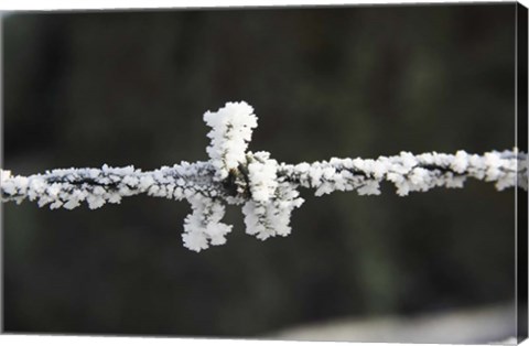 Framed Frosty Barbed Wire, Otago, South Island, New Zealand Print