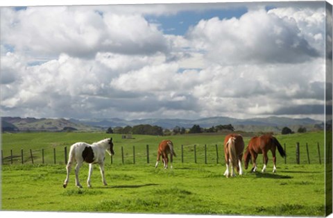 Framed Horses, Farmland, Te Kauwhata, North Island, New Zealand Print