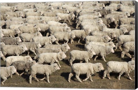 Framed Mustering Sheep, Farm Animals, South Island, New Zealand Print