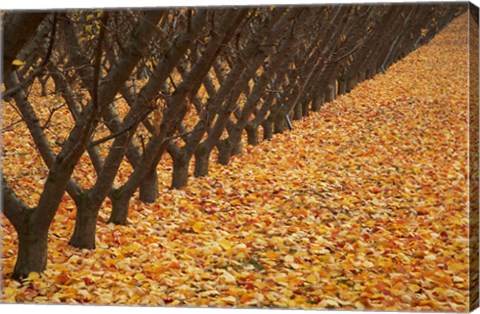 Framed Orchard, Cromwell, Central Otago, South Island, New Zealand Print