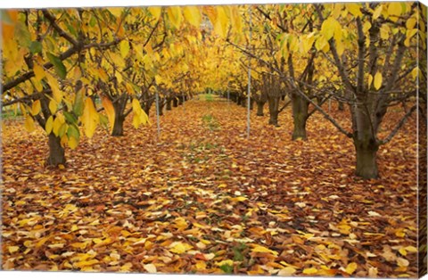 Framed Orchard, Roxburgh, Central Otago, South Island, New Zealand Print