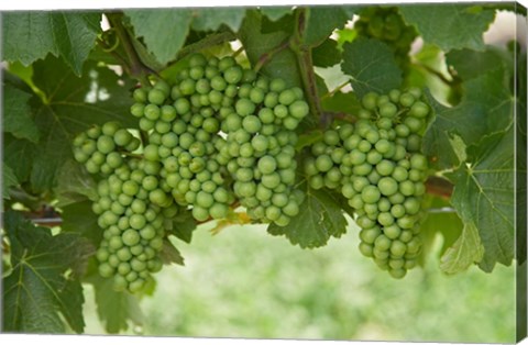 Framed Pinot Noir Grapes, Domain Road Vineyard, Bannockburn, Central Otago, South Island, New Zealand Print