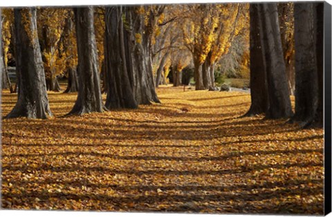 Framed Poplar Trees in Autumn, Lake Wanaka, Otago, South Island, New Zealand Print