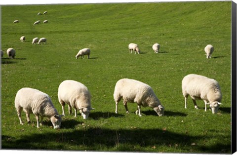 Framed Sheep, One Tree Hill Domain, Auckland, North Island, New Zealand Print