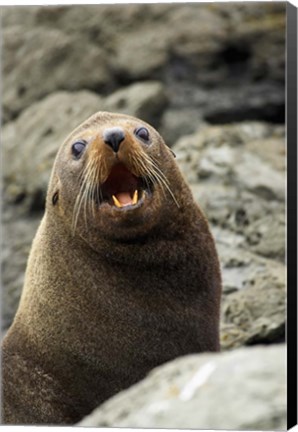 Framed Fur Seal, Kaikoura Coast, South Island, New Zealand Print