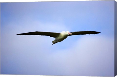Framed Royal Albatross, Dunedin, South Island, New Zealand Print