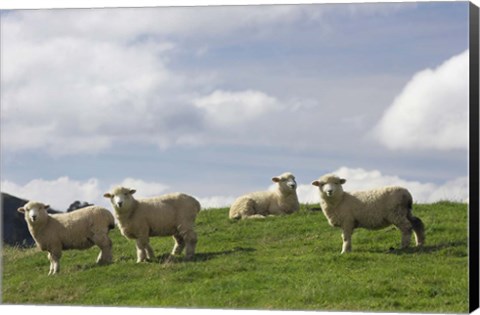 Framed Sheep And Farmland, Rangitikei District, Central North Island, New Zealand Print