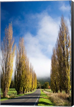 Framed Autumn Colour and Wanganui, Raetihi Road, near Wanganui, North Island, New Zealand Print