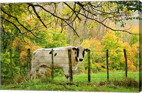 Framed Cow and Farmland, Taoroa Junction, Rangitikei, North Island, New Zealand Print