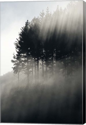 Framed Early Morning Mist and Trees, State Highway 4 near Wanganui, North Island, New Zealand Print