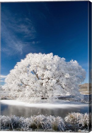 Framed Hoar Frost on Willow Tree, near Omakau, Central Otago, South Island, New Zealand Print