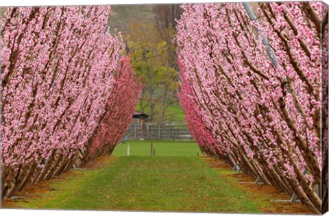 Framed Orchard in Spring, Cromwell, Central Otago, South Island, New Zealand Print