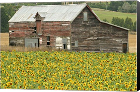 Framed Sunflowers and Old Barn, near Oamaru, North Otago, South Island, New Zealand Print