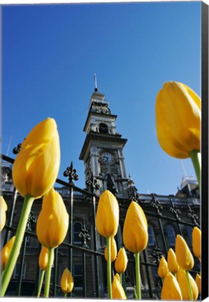 Framed Tulips and Municipal Chambers Clocktower, Octagon, Dunedin, New Zealand Print