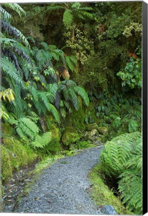 Framed Ferns and Path, Lake Matheson, South Island, New Zealand Print