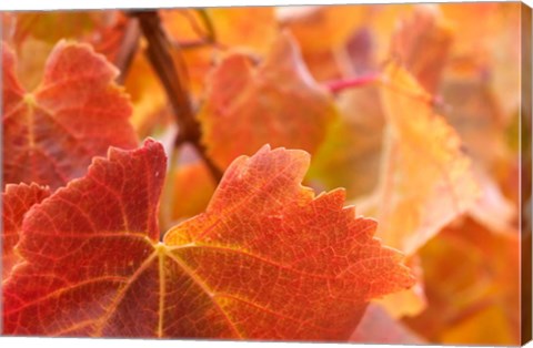 Framed Vine leaves, Domain Road Vineyard, South Island, New Zealand Print