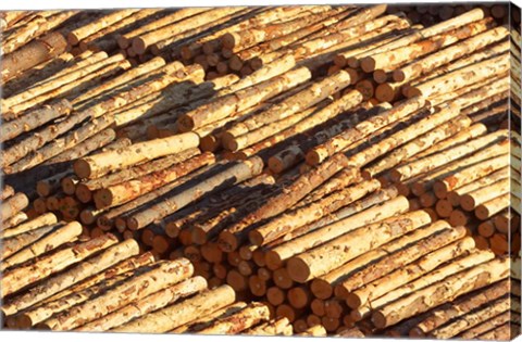 Framed Log Stacks, Marlborough Sounds, South Island, New Zealand Print