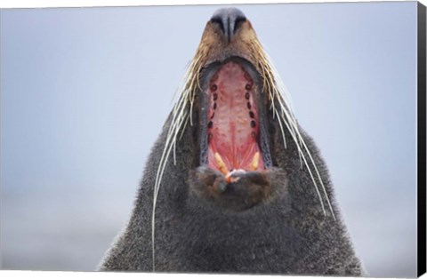 Framed New Zealand Fur Seal, Kaikoura Peninsula, New Zealand Print