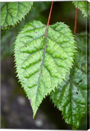 Framed Wineberry, West Coast, South Island, New Zealand Print
