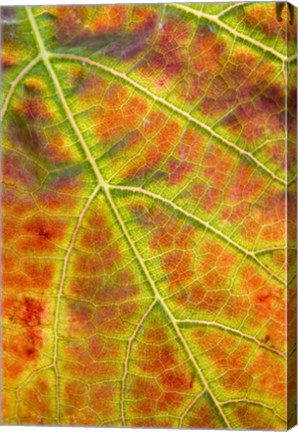 Framed Autumn, Domain Road Vineyard, South Island, New Zealand Print