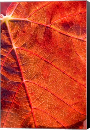 Framed Autumn leaf, Domain Road Vineyard, South Island, New Zealand Print