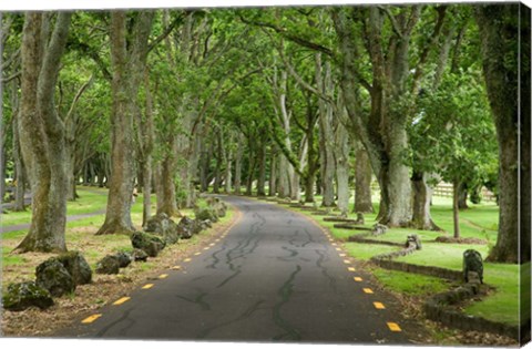 Framed Twin Oaks Drive, Paths, North Island, New Zealand Print