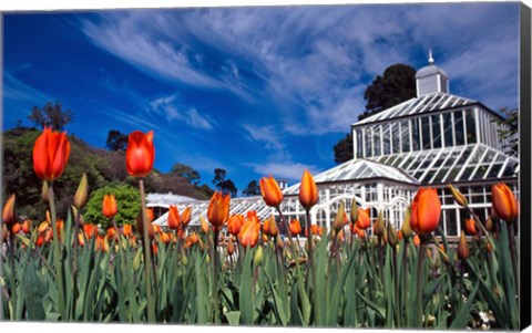 Framed Winter Garden, Botanic Gardens, Dunedin, New Zealand Print