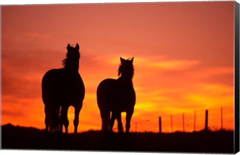 Framed Horses at Sunset near Ranfurly, Maniototo, Central Otago Print