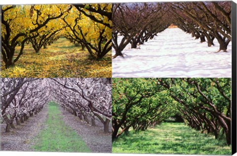 Framed Orchard through the Seasons, Central Otago, South Island, New Zealand Print