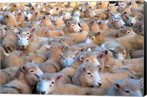 Framed Mob of Sheep in Yard Print