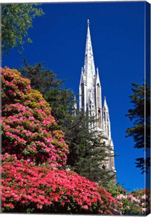 Framed Rhododendrons and First Church, Dunedin, New Zealand Print