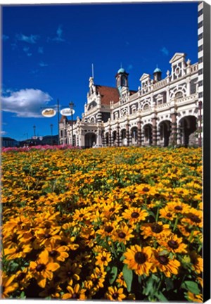 Framed Historic Railway Station and field of flowers, Dunedin, New Zealand Print