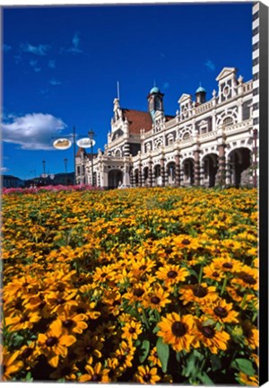 Framed Historic Railway Station and field of flowers, Dunedin, New Zealand Print