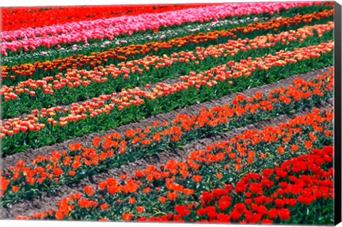 Framed Tulip Fields, Tapanui, Southland, New Zealand Print