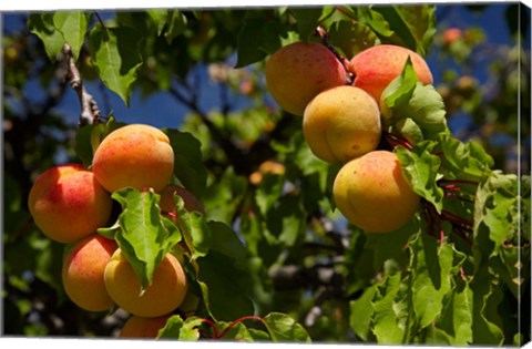 Framed Agriculture, Apricot orchard, South Island, New Zealand Print