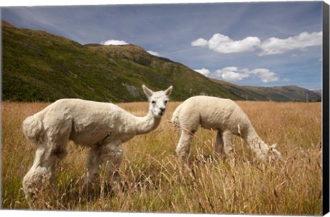 Framed Alpacas by Gibbston River Trail, Gibbston Valley, Southern Lakes District, South Island, New Zealand Print