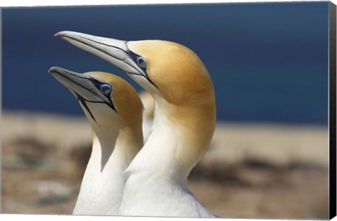 Framed Australasian Gannet tropical bird, Hawkes Bay New Zealand Print