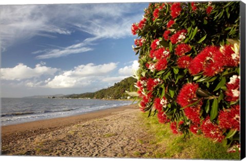 Framed Beach, Pohutukawa, Thornton Bay, No Island, New Zealand Print