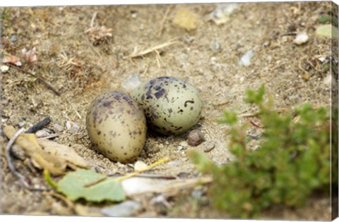 Framed Black-Fronted Tern eggs, South Island, New Zealand Print