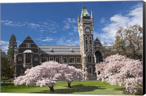 Framed Clock Tower, Historical Registry Building and Spring Blossom, University of Otago, South Island, New Zealand Print