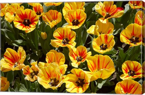 Framed Close up of Tulips, West Otago, South Island, New Zealand Print