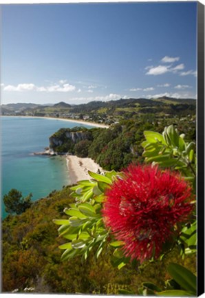 Framed Coastline, Cooks Beach, North Island, New Zealand Print