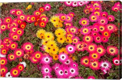 Framed Colourful Flowers, Marine Parade, Napier, Hawkes Bay, North Island, New Zealand Print