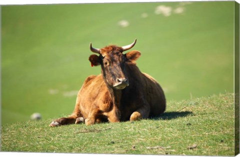 Framed Cow, Farm Animal, Dunedin, South Island, New Zealand Print