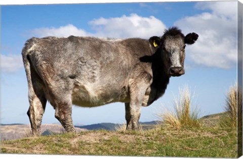 Framed Cow, Strath Taieri, near Dunedin, Otago, South Island, New Zealand Print