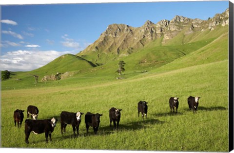 Framed Cows and farmland below Te Mata Peak, Hawkes Bay, North Island, New Zealand Print