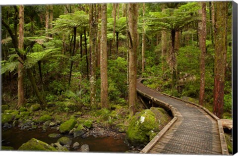 Framed Footbridge over Waikoromiko Stream and forest, North Island, New Zealand Print