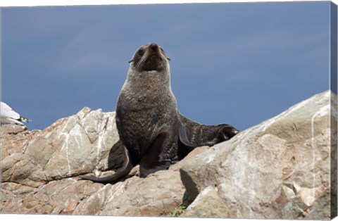 Framed Fur Seal, Kaikoura Coast, South Island, New Zealand Print